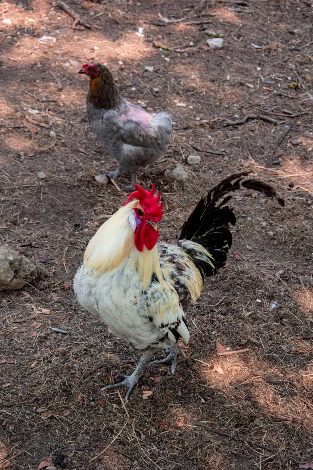 Pres Du Zoo De Beauval, Gites Agreable "Au Havre De Paix" Couffy エクステリア 写真